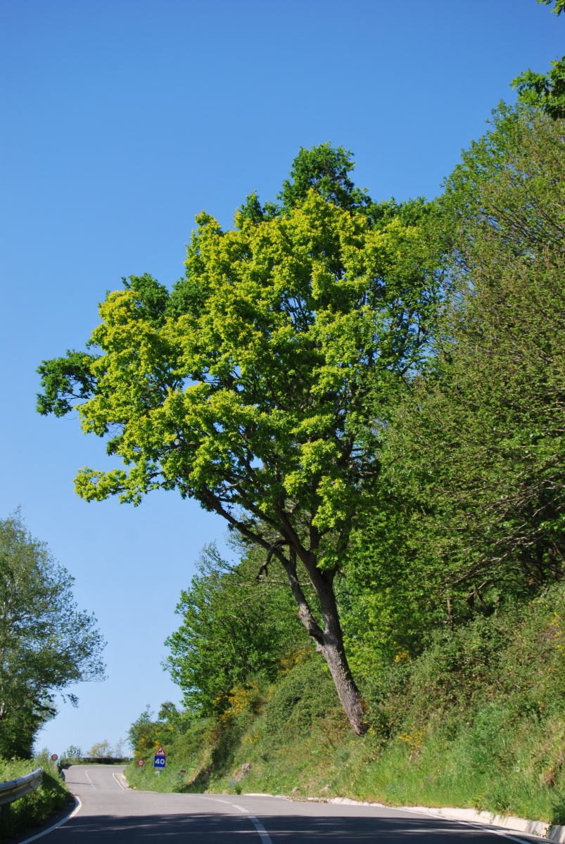 Carballo de das cores. Castro Caldelas. Ourense. Ribeira Sacra.Galicia