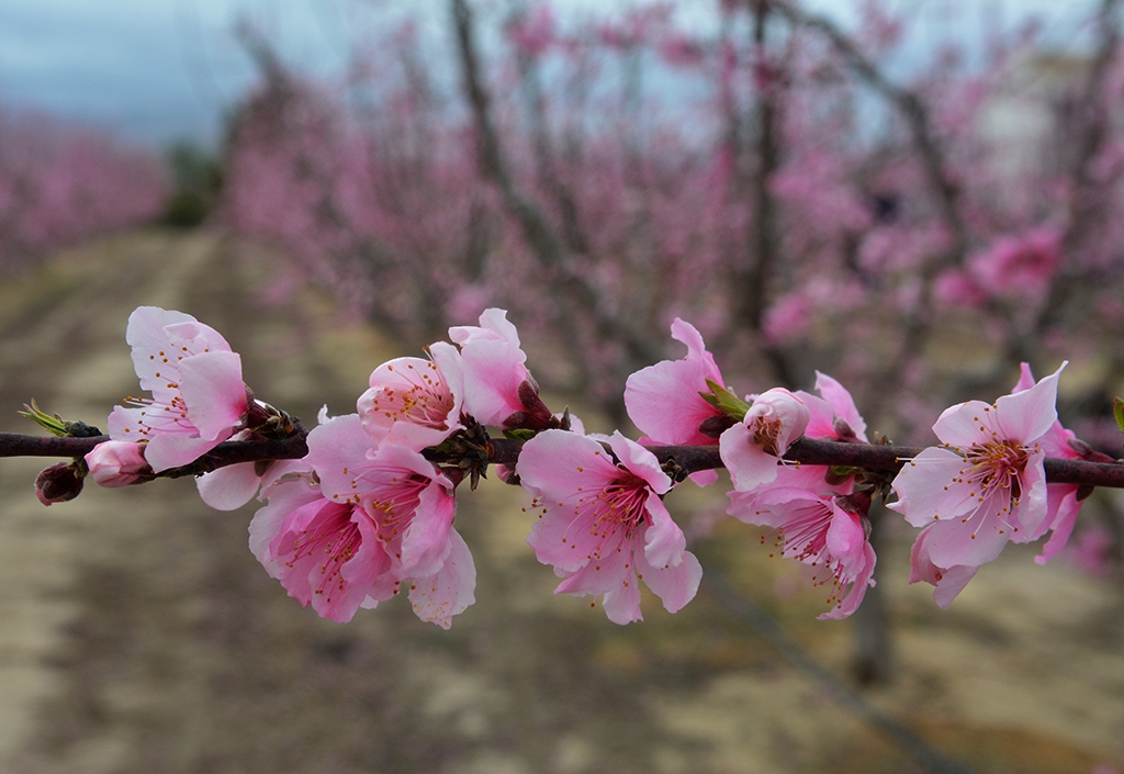 Floracin de Cieza 2