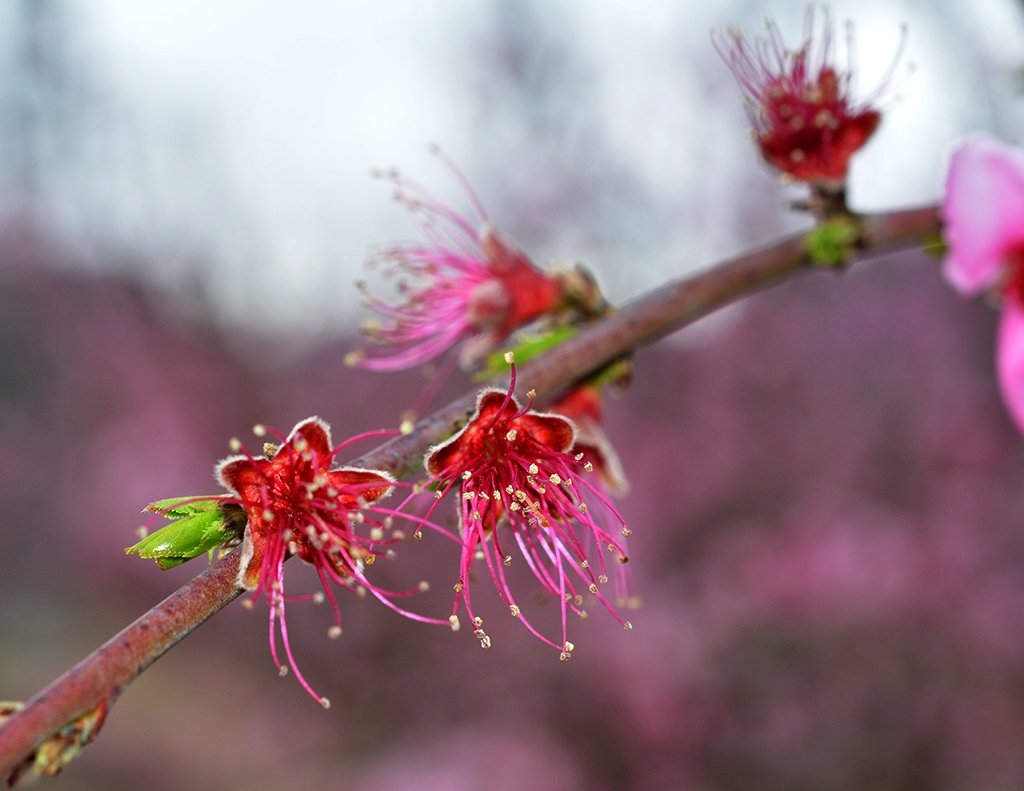 Floracin de Cieza 3