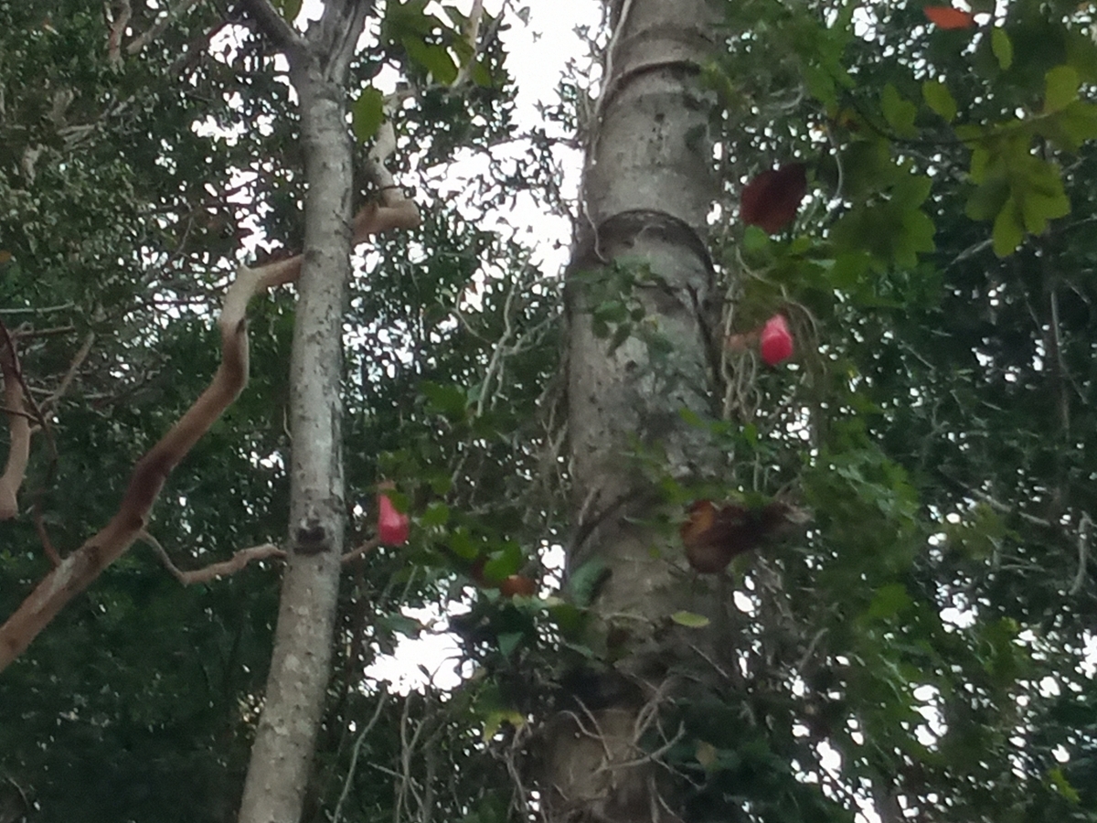 Enrredadera de la flor del copihue 