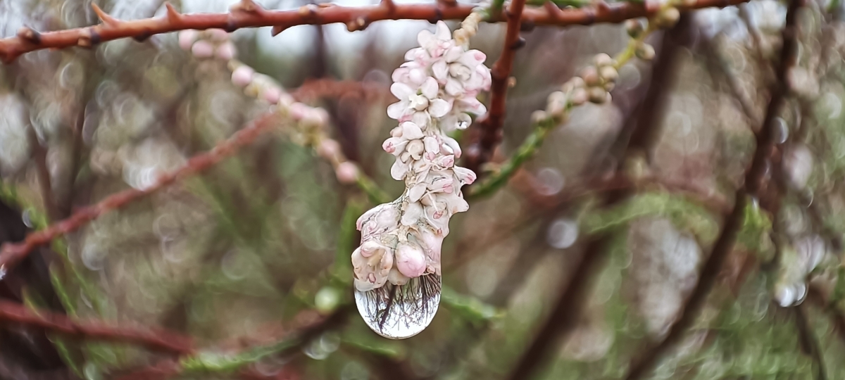 La gota nos muestra la flor del Taray