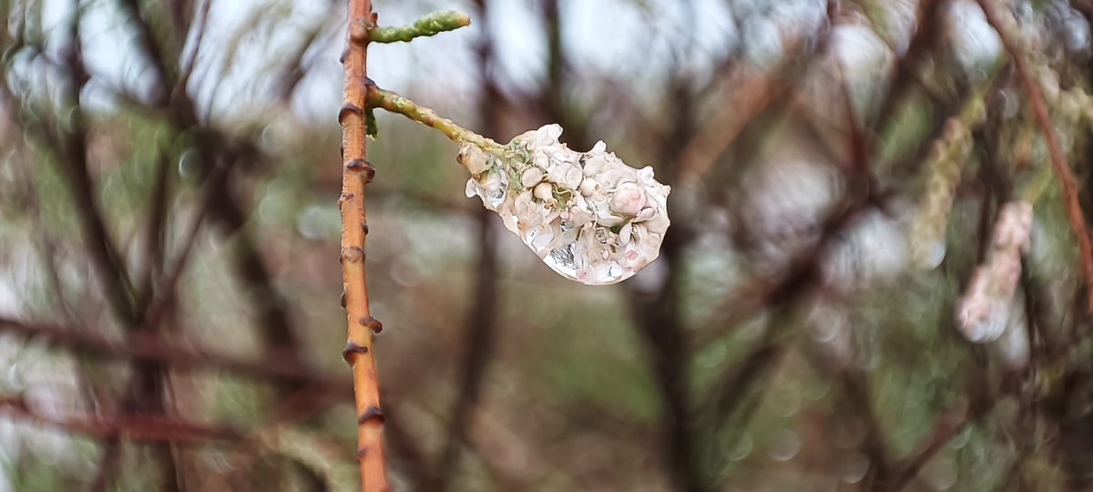 La gota envuelve a la Flor del Taray