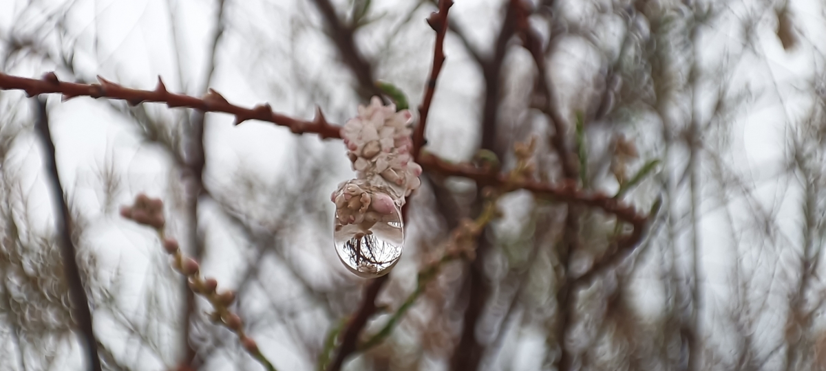 La gota nos muestra la flor del Taray