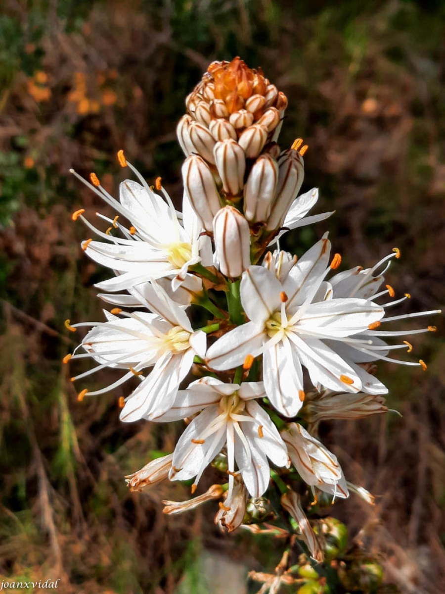 ESCLAT PRIMAVERAL