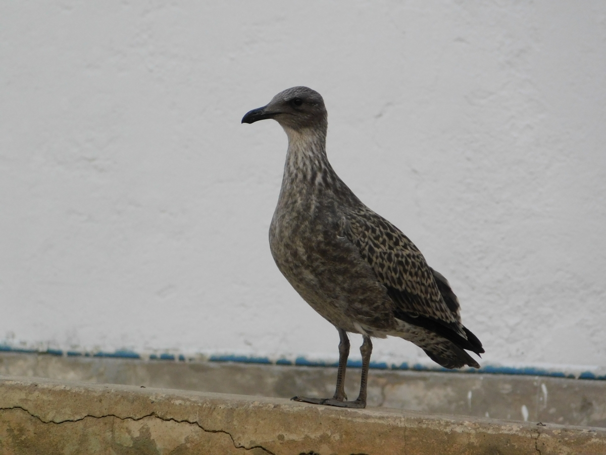 Gaviota, comenzando a dar sus primeros pasos