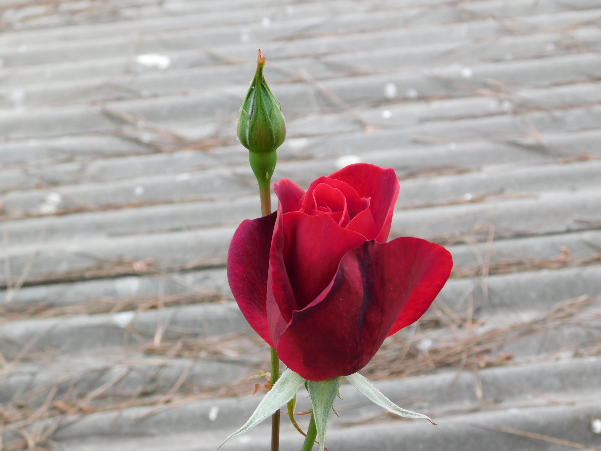 Una hermosa rosa para alegrar el da