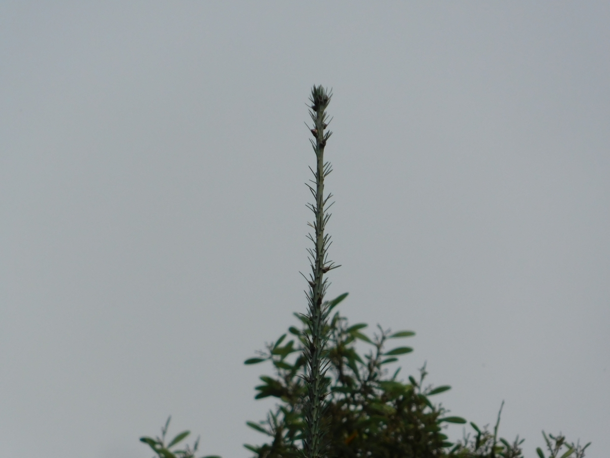 Terminacin fina de un rbol de pino