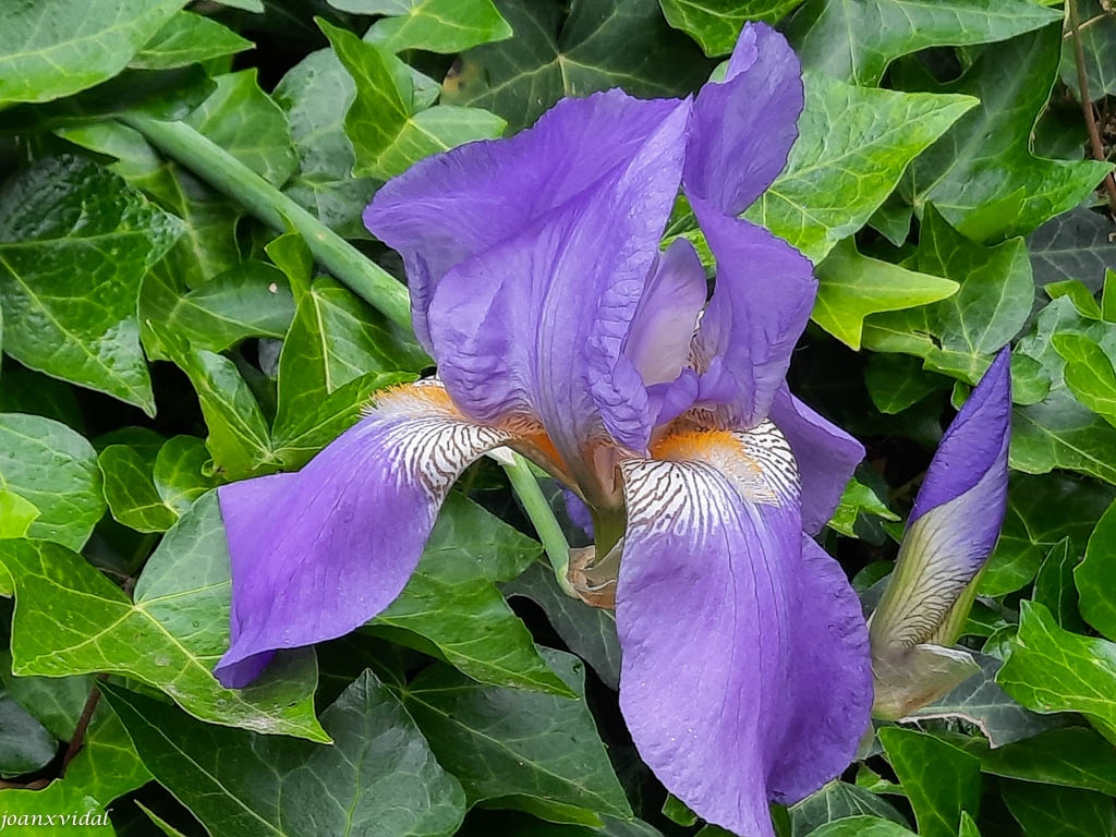 LLIRI BLAU