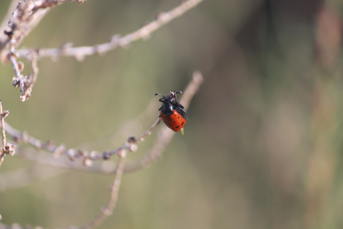 Mariquita 🐞 