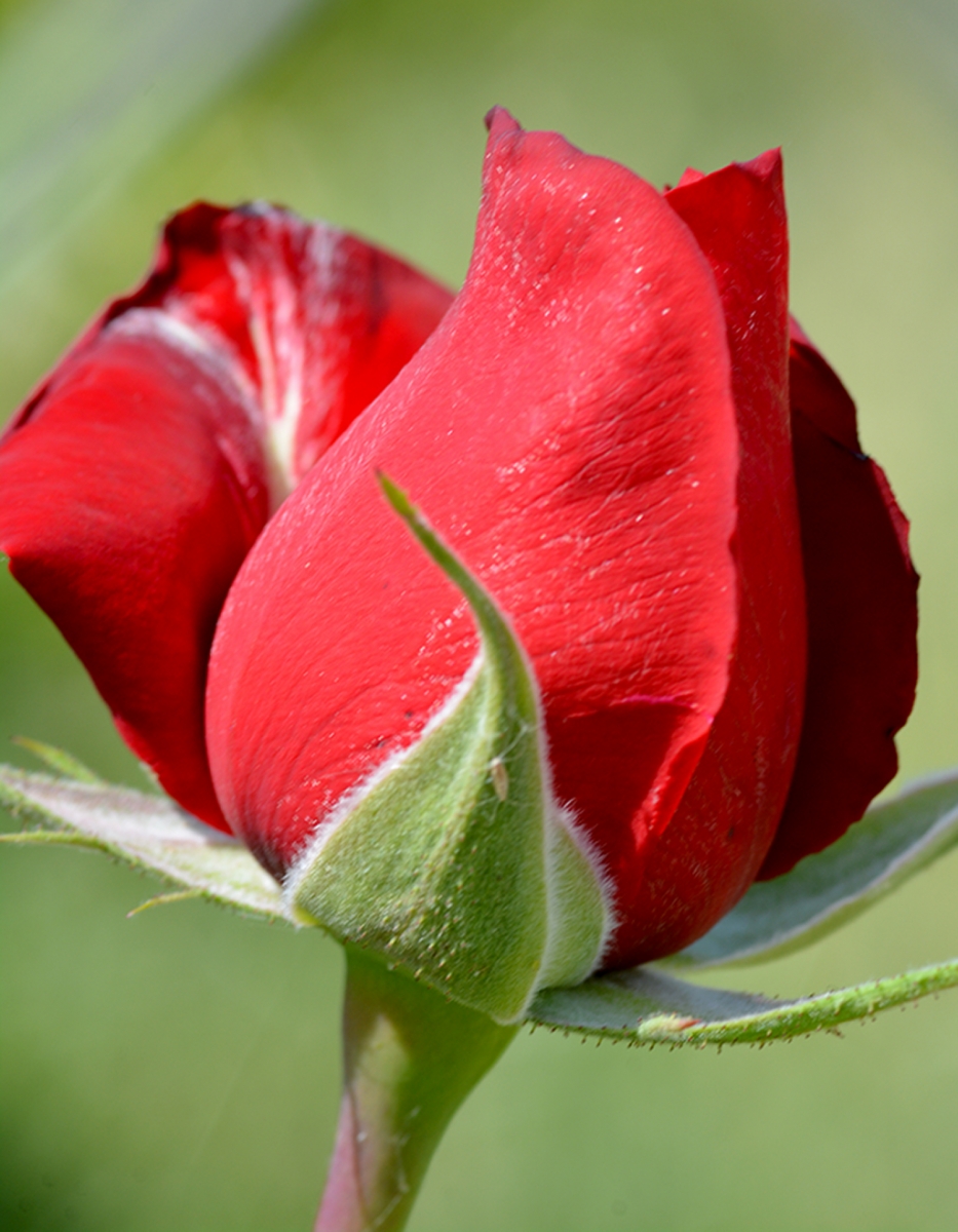 Rosa roja