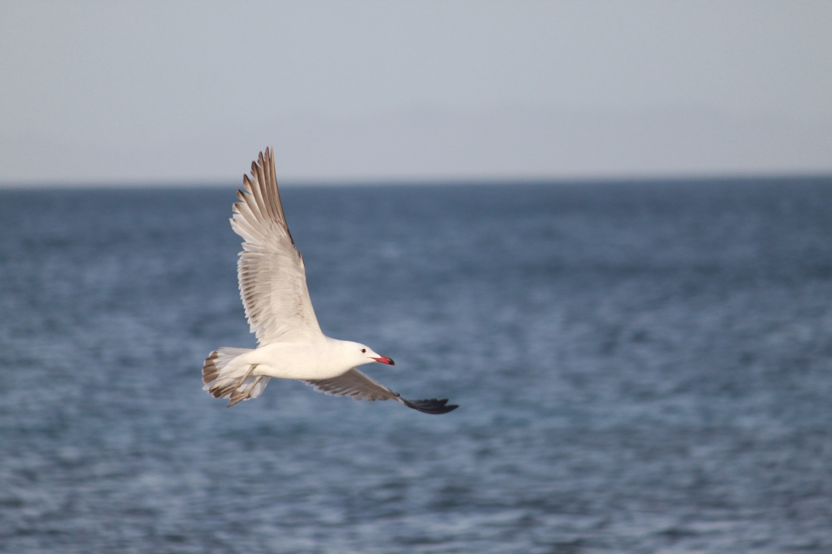 Gaviota de Audouin