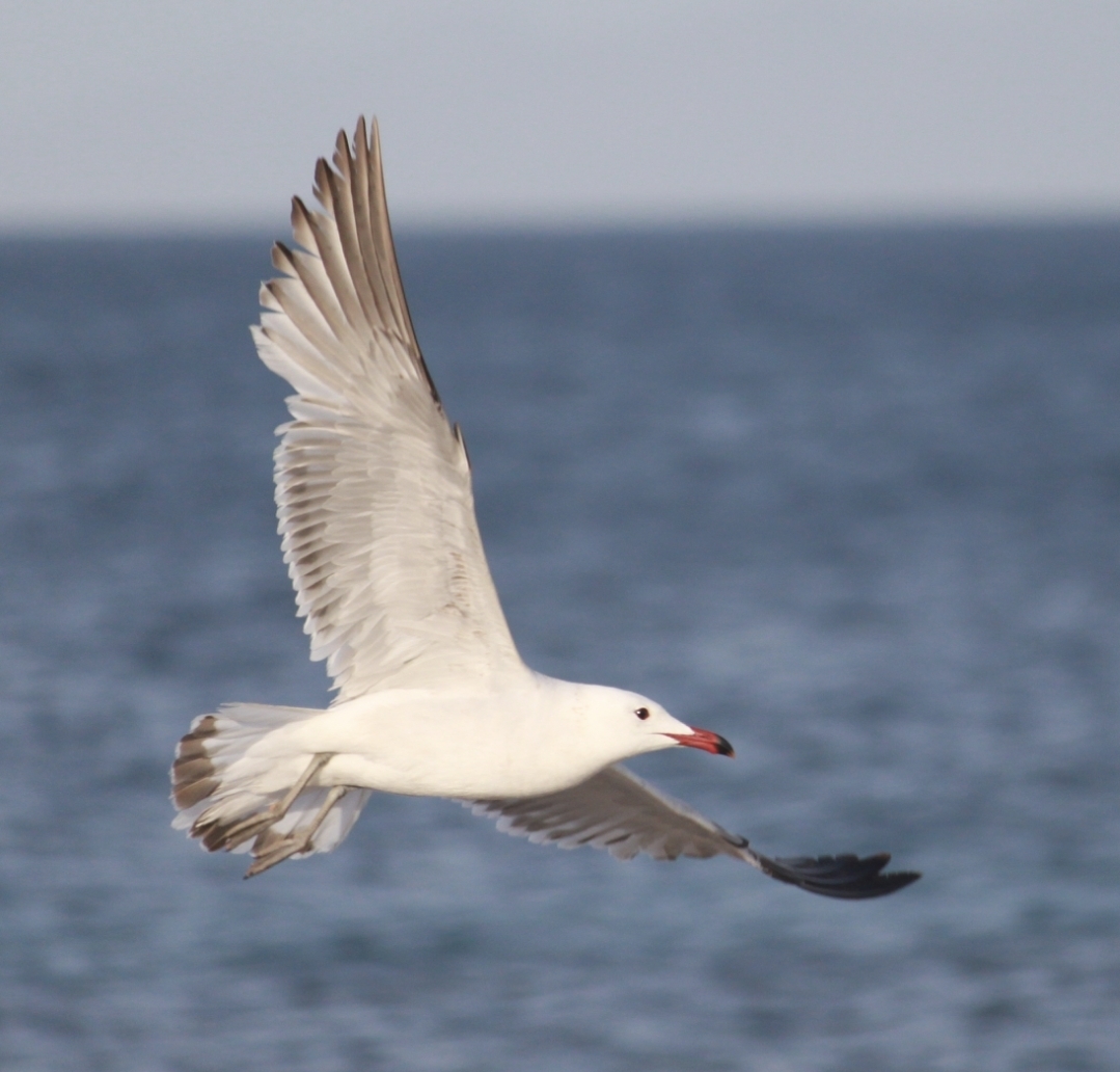 Gaviota de Audouin