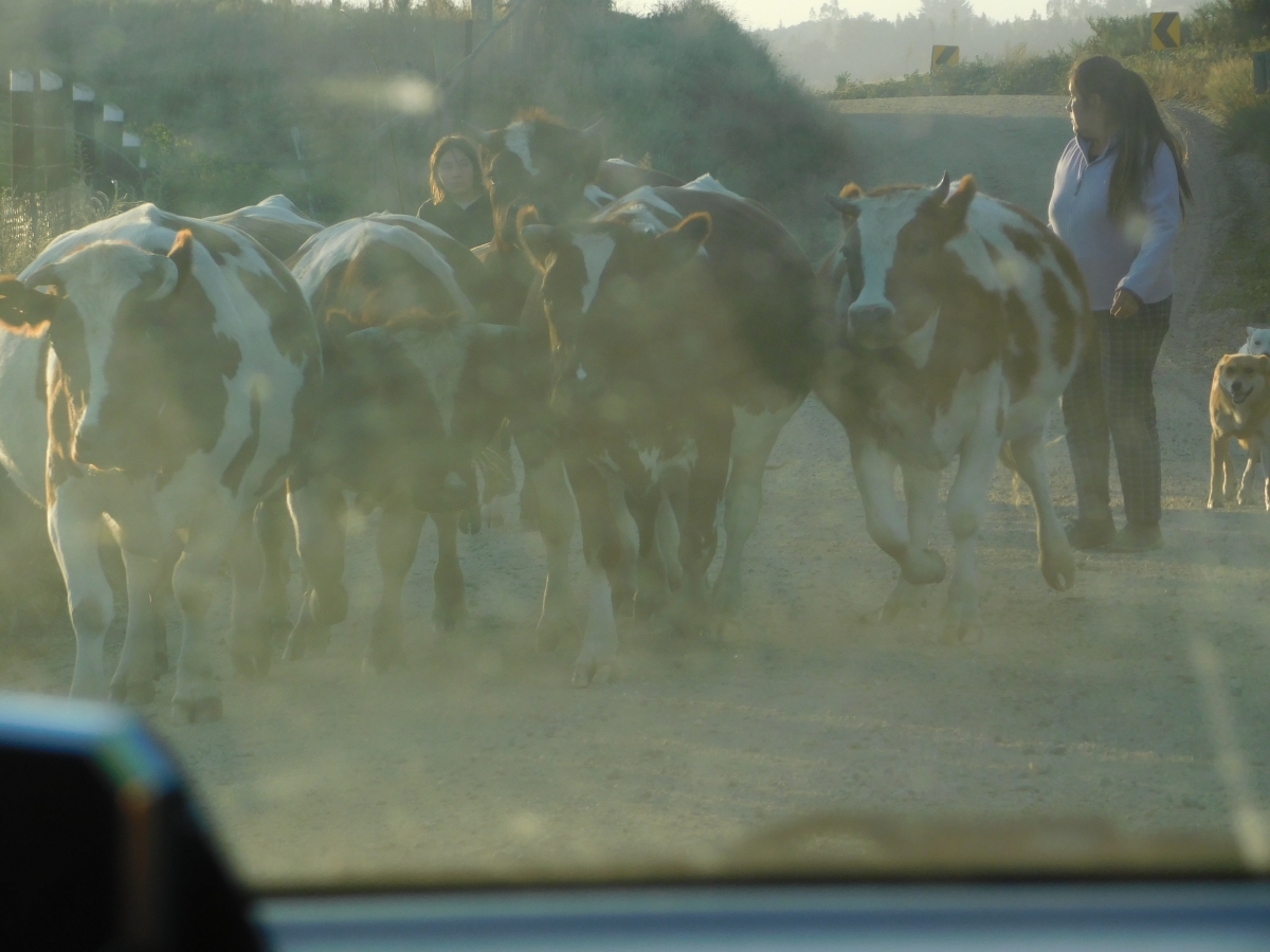 Siguiendo la ruta nos encontramos con vacas