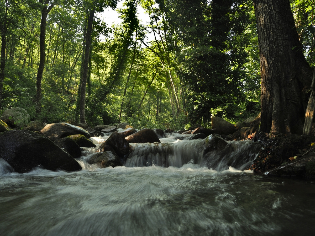 Bosques de Galeria I