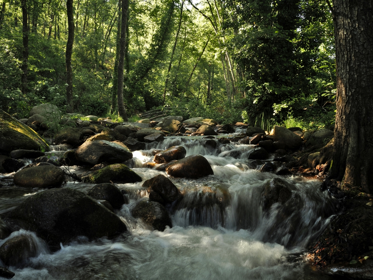 Bosques de Galeria II