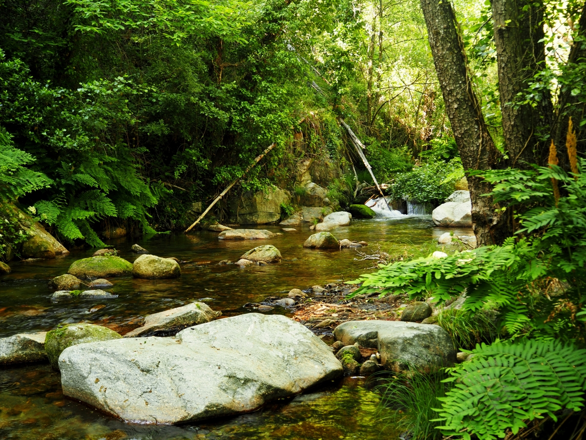 Bosques de Galeria IV