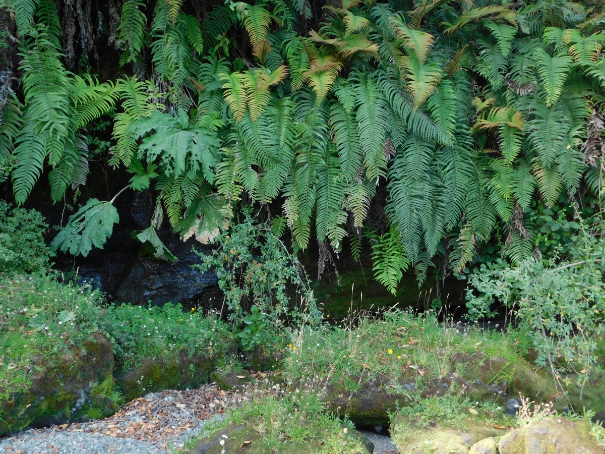 Lago colico 1