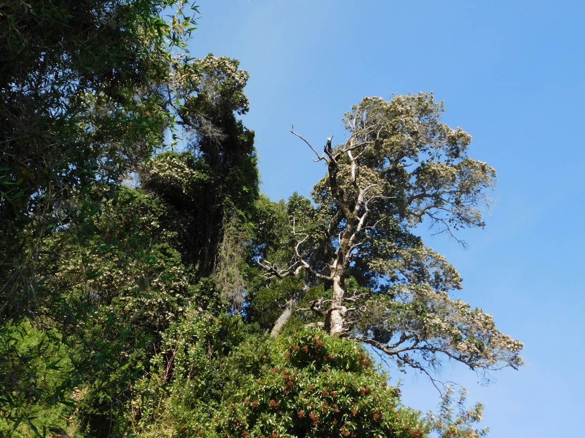 Lago colico 2