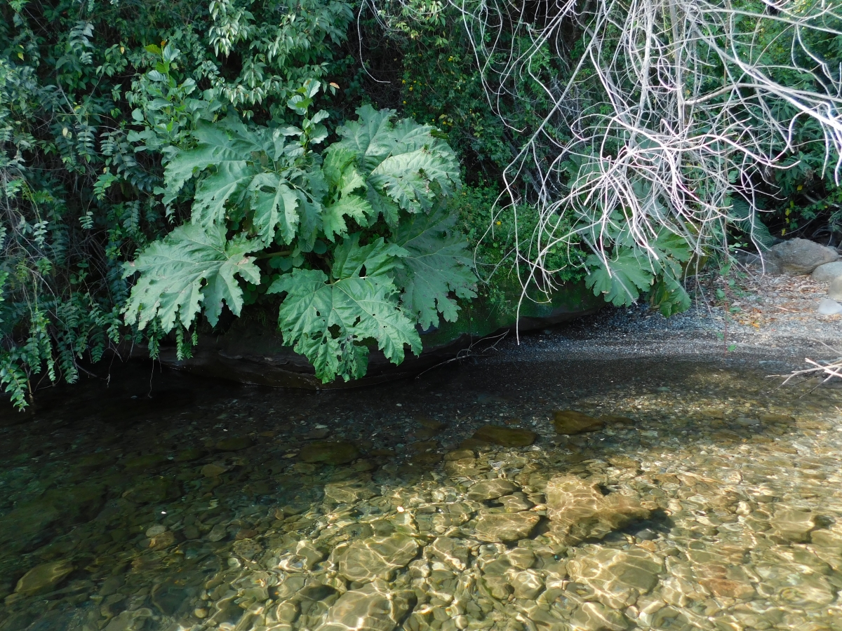 Lago colico 3