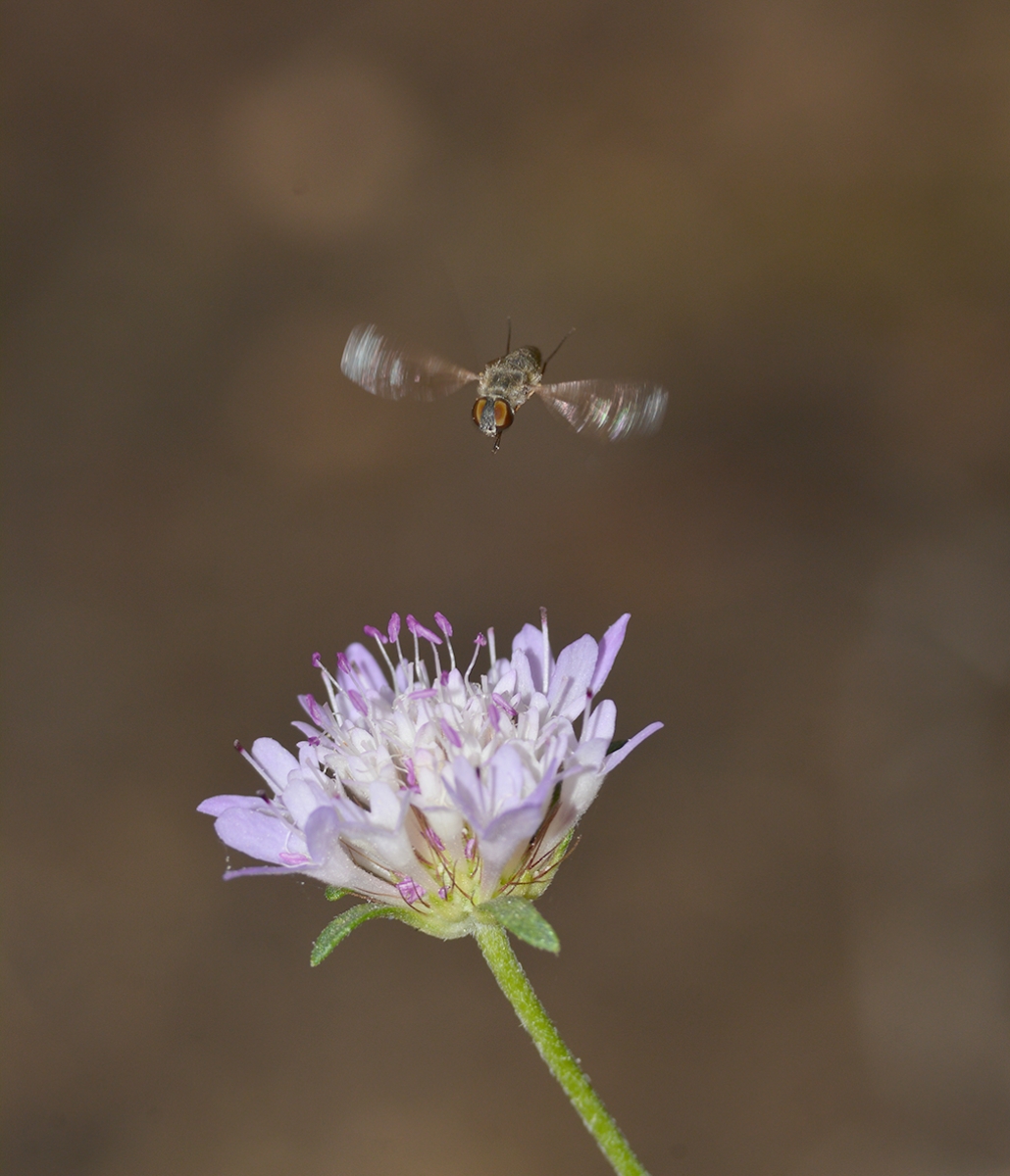 Insecto en vuelo