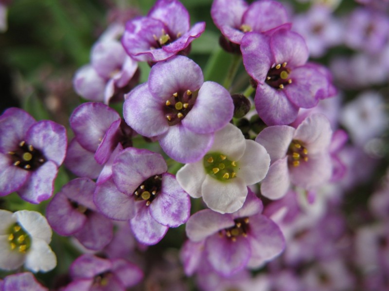 flores moradas