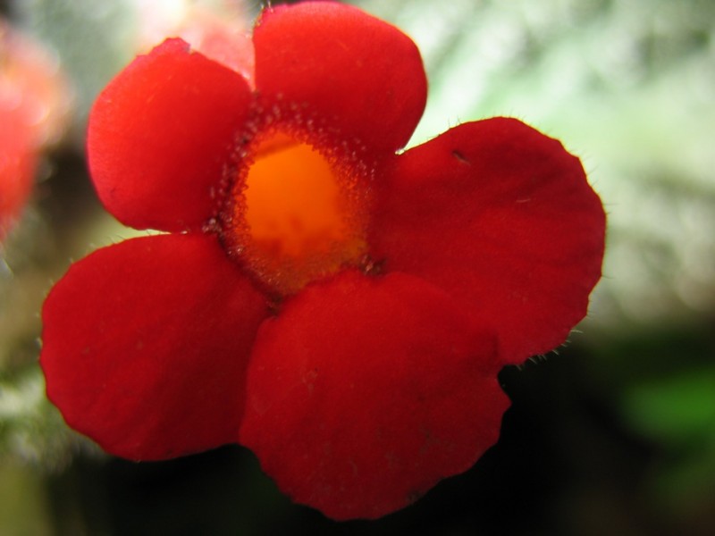 flor roja