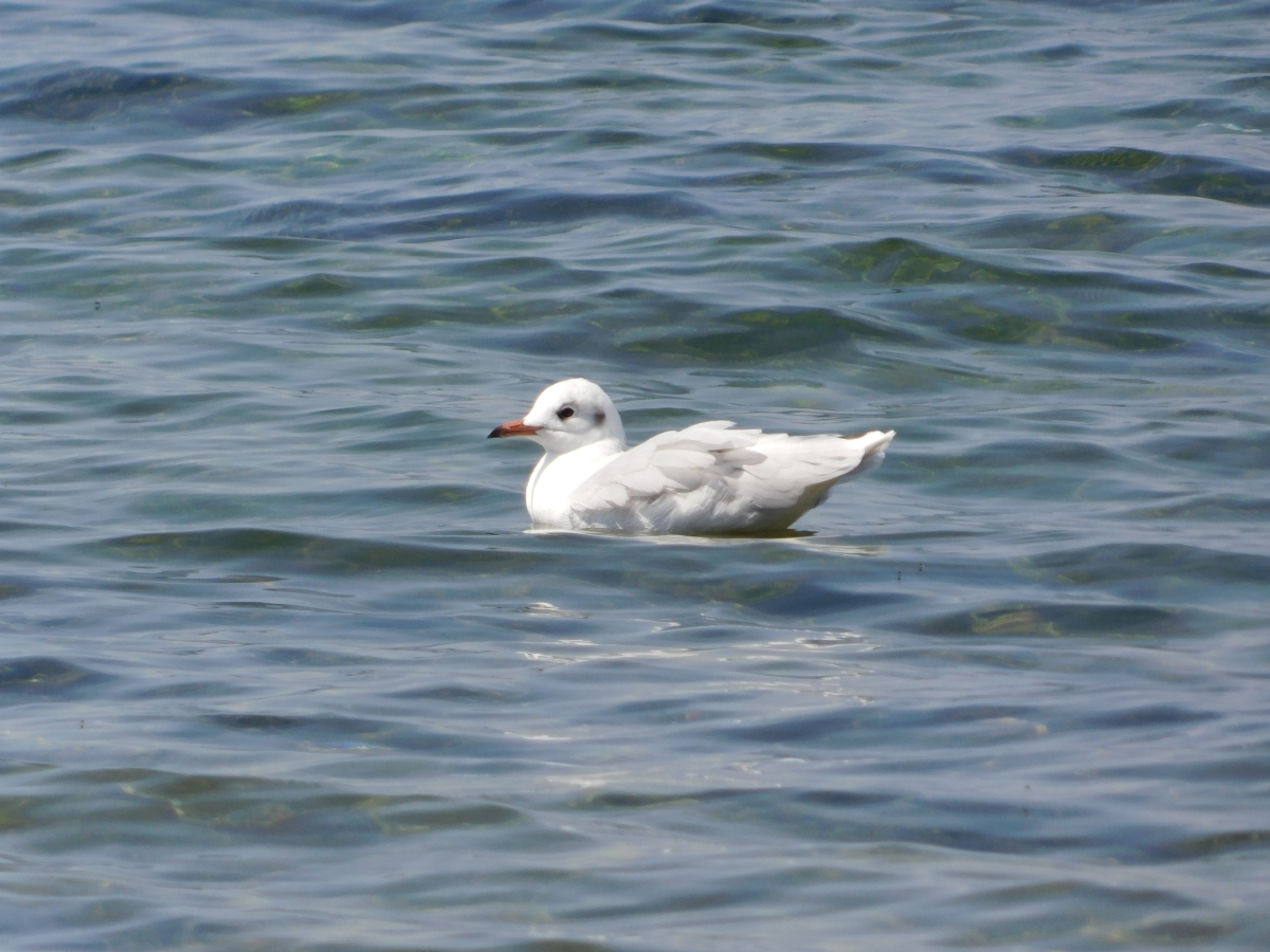 A orillas del lago 2