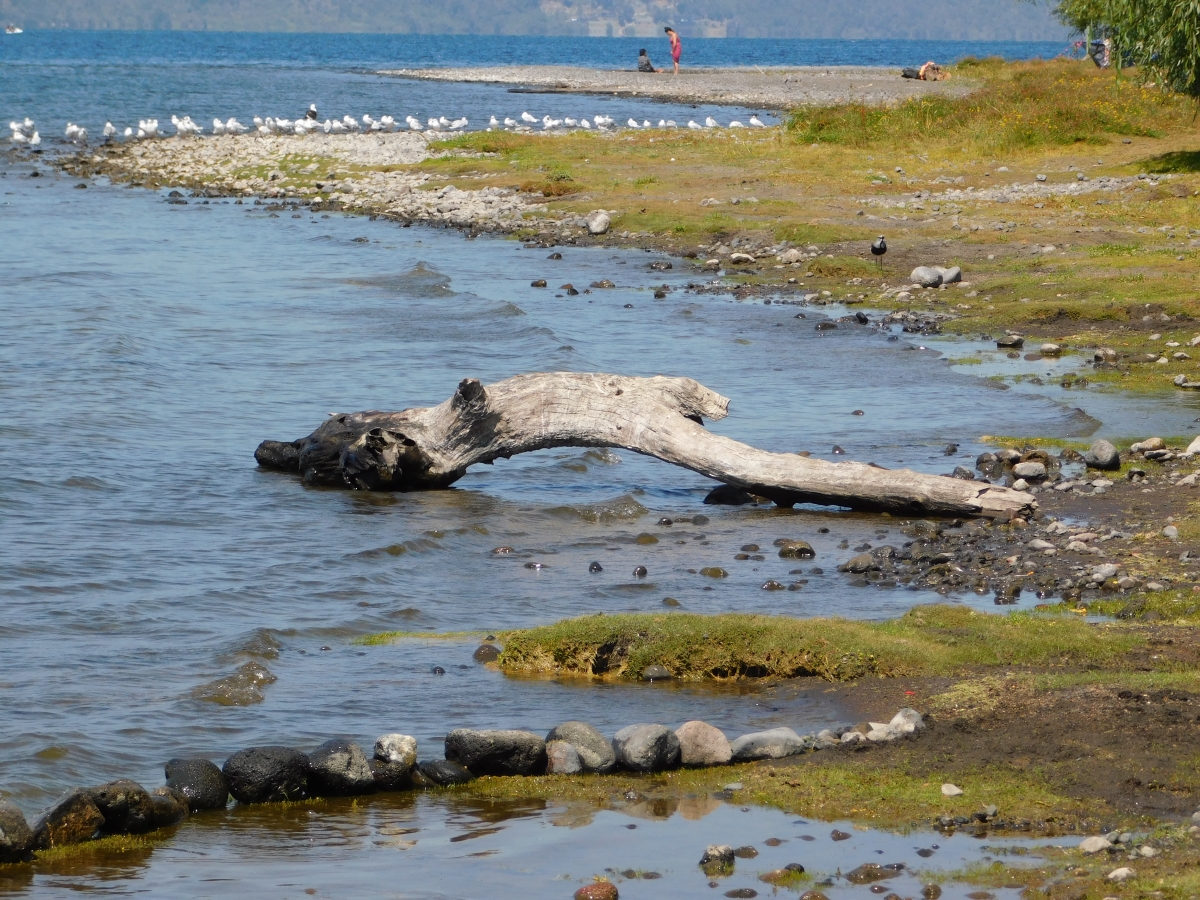 A orillas del lago 