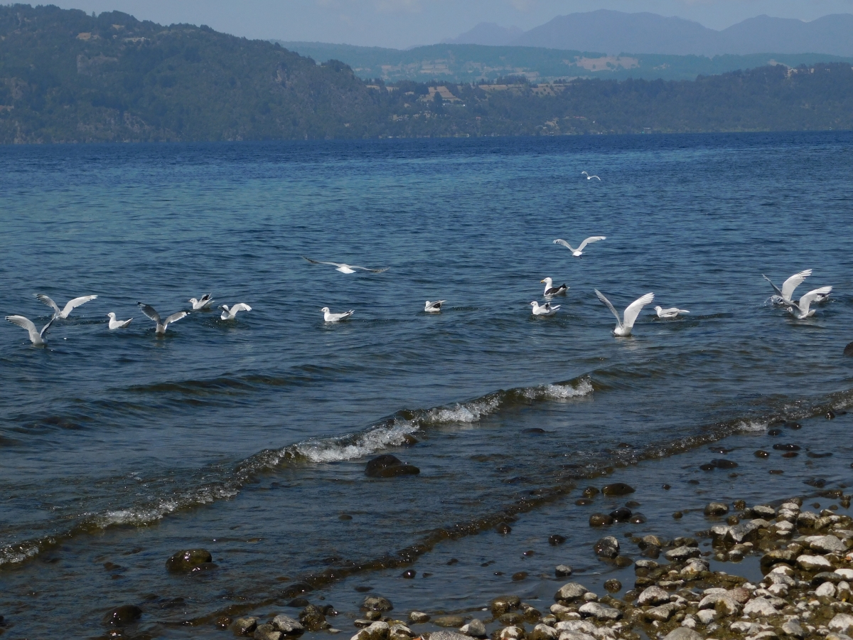 A orillas del lago 