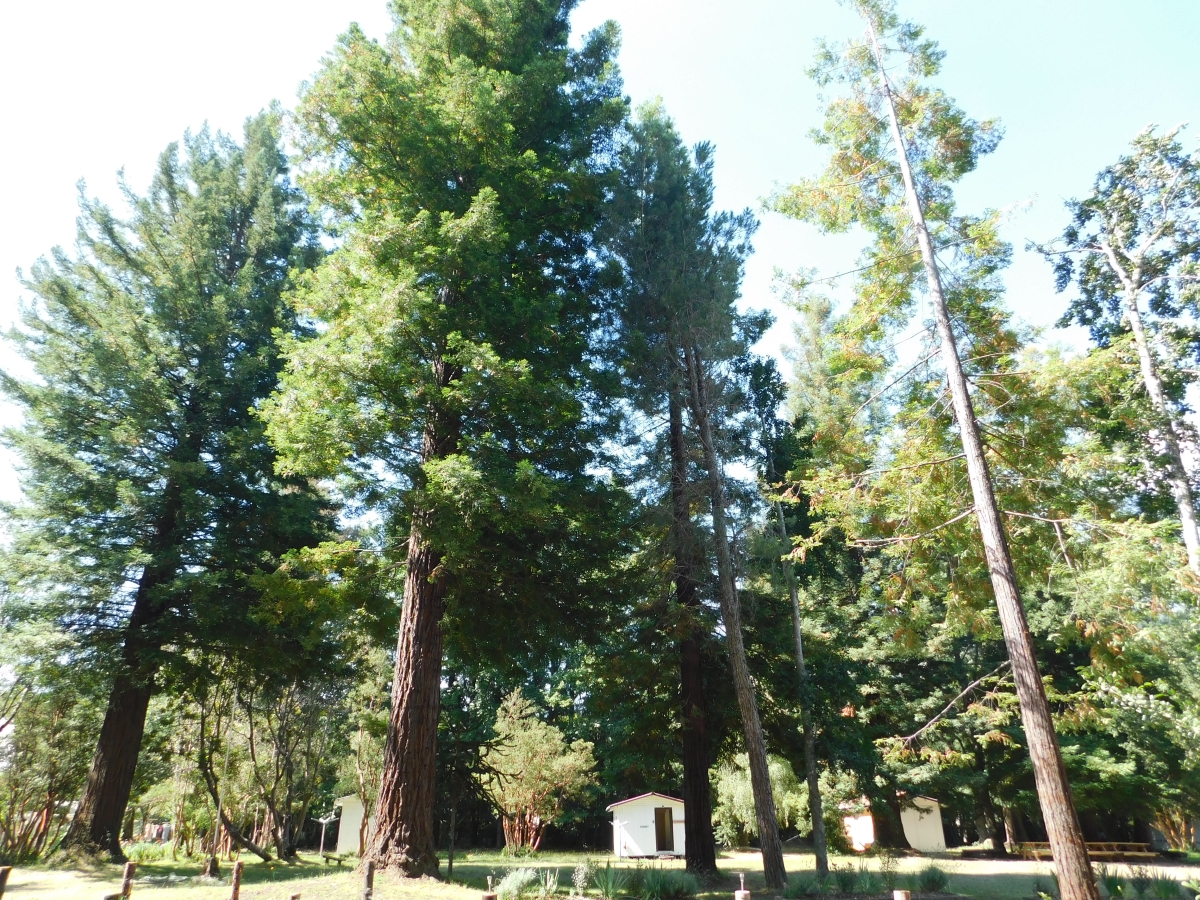 Interior del campamento 