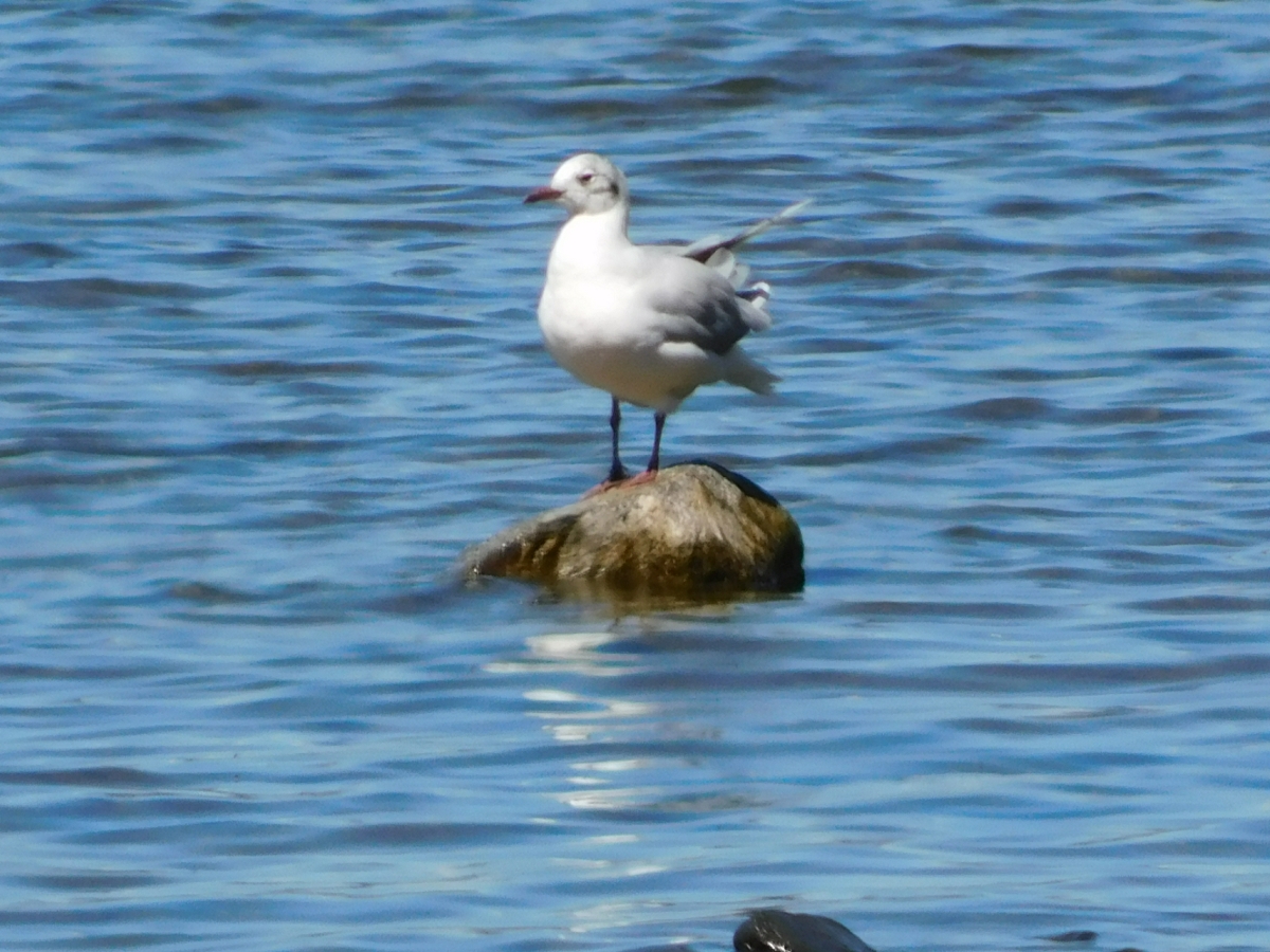 Lago licanray 