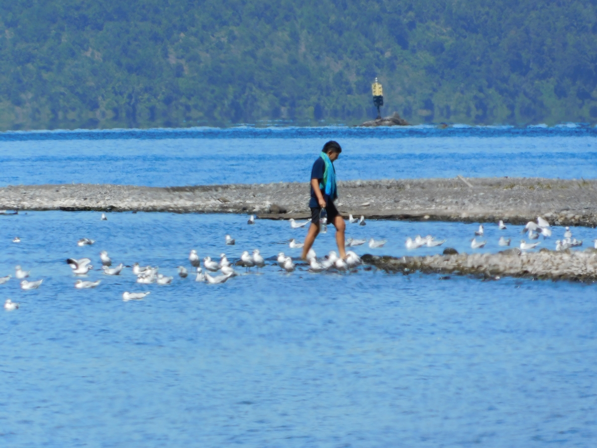 Lago licanray 1