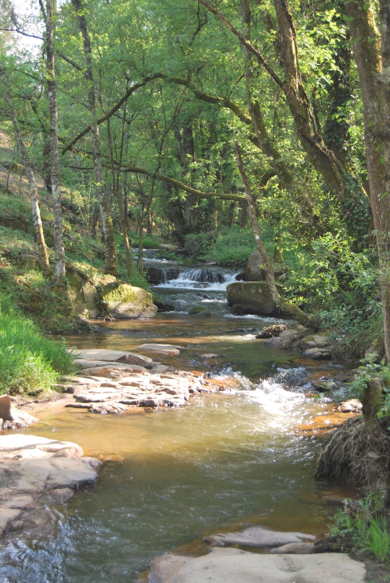 A Boutureira. San Cibrao das Vias. Ourense