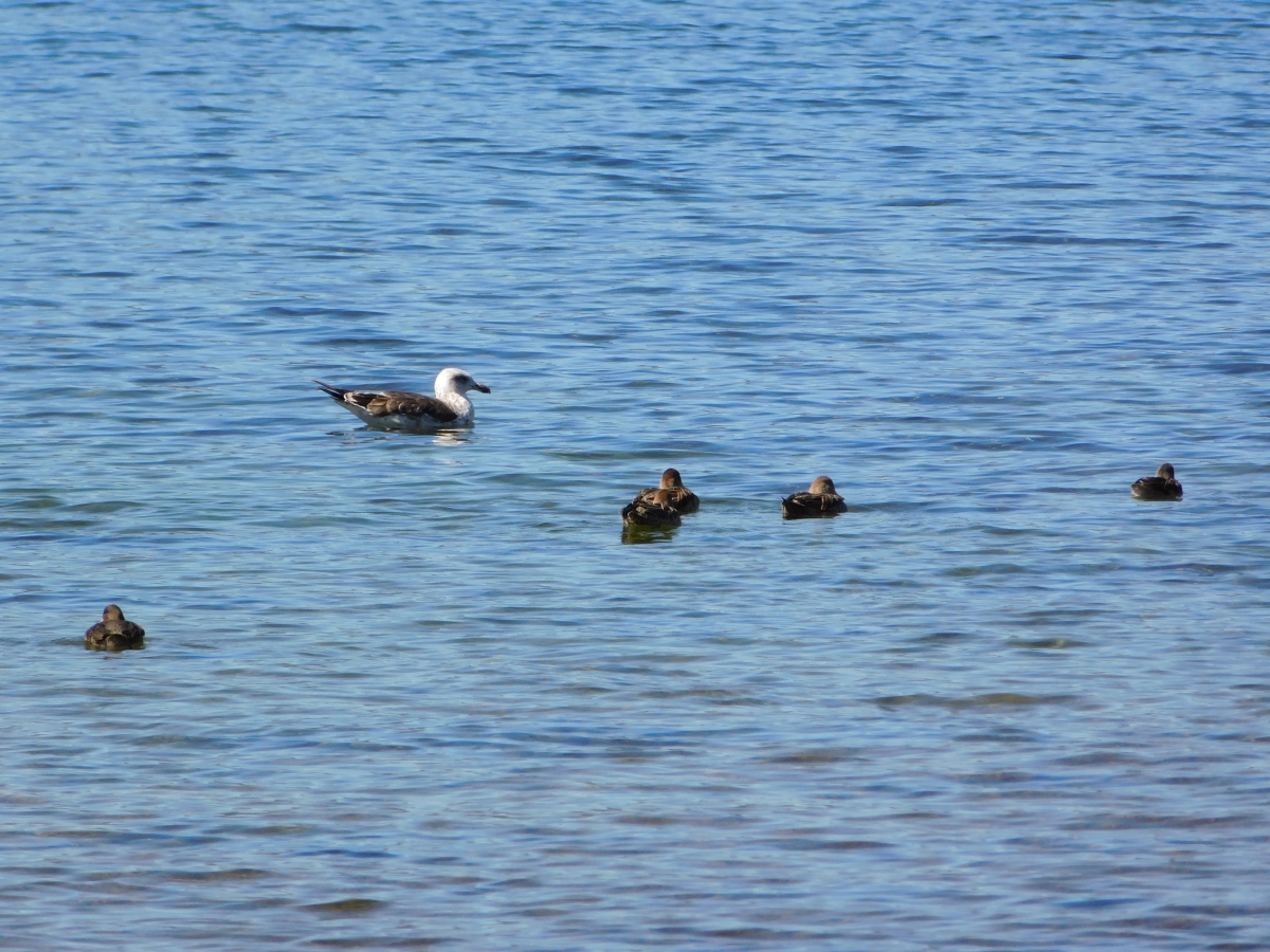 Lago licanray 1