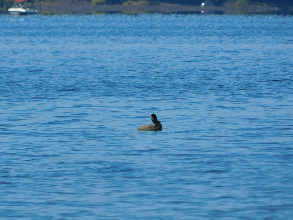 Lago licanray 