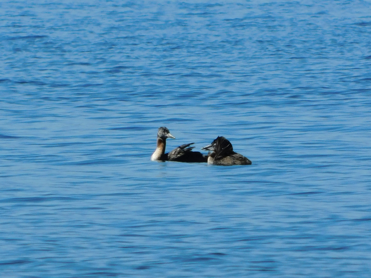 Lago licanray 2