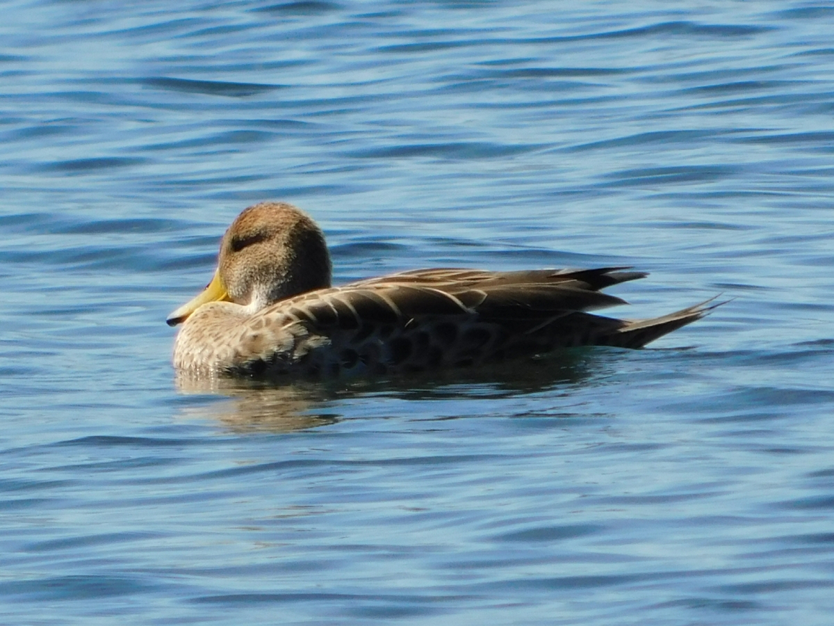 Lago licanray 3