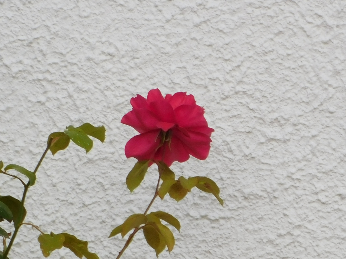 Rosa roja 1