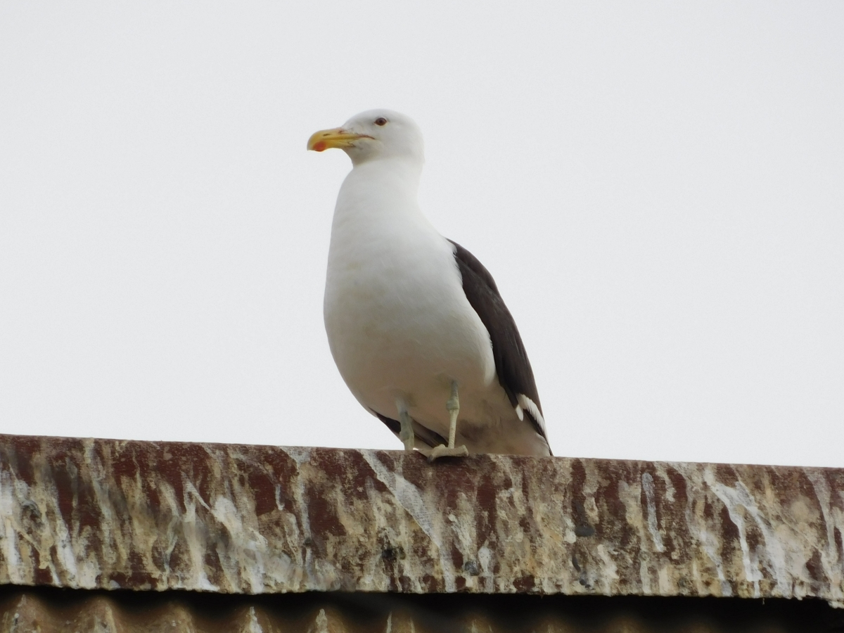 Gaviota fuera de su hbitat