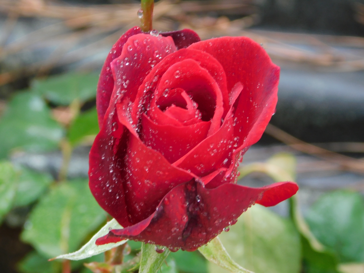 Hermosa rosa roja