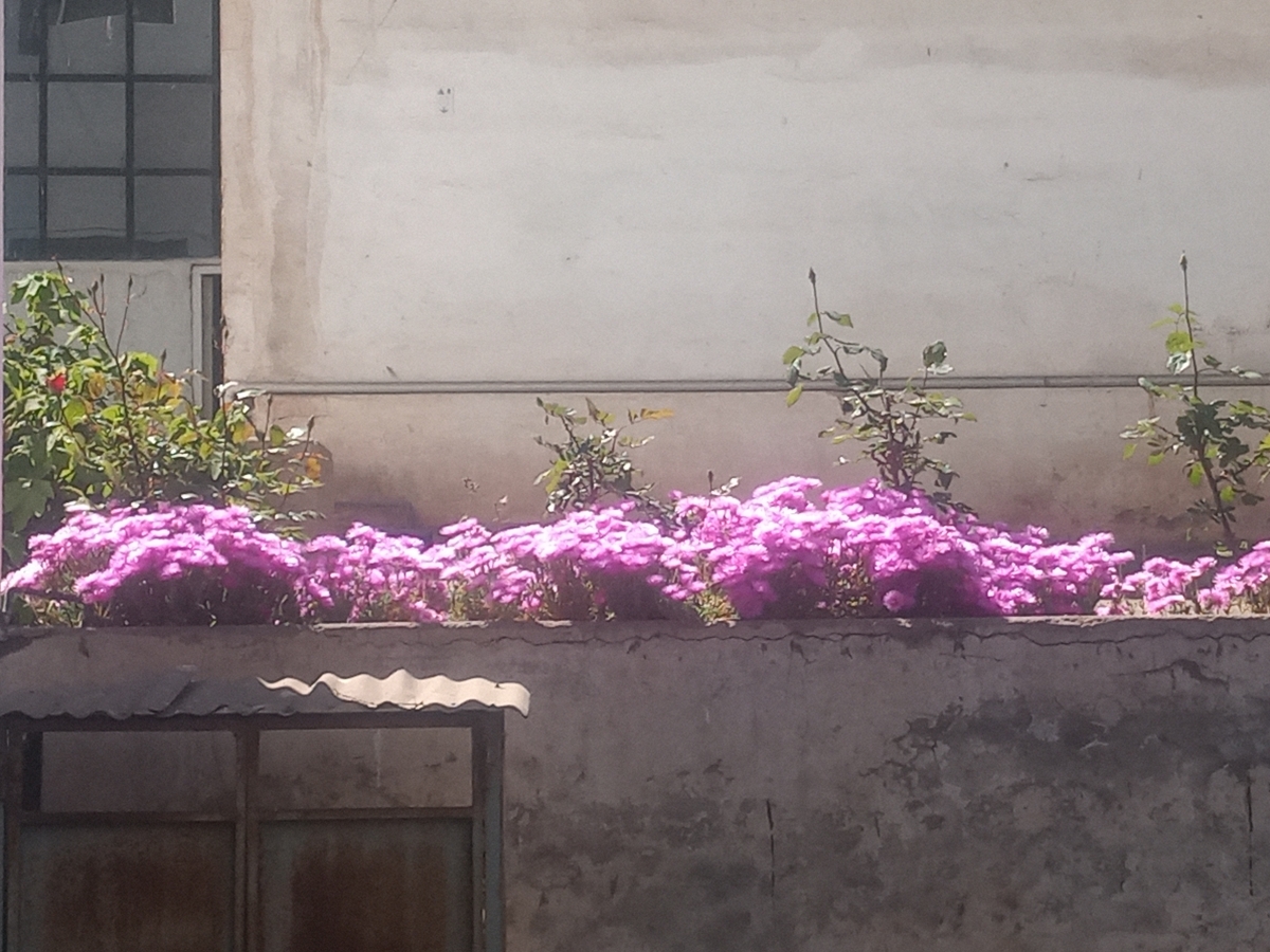 Mi desierto florido 2