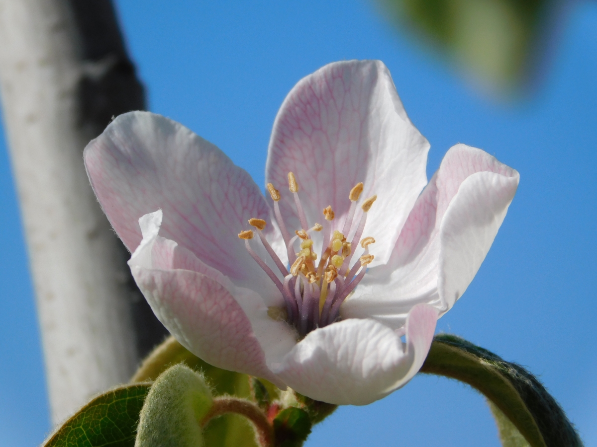 Parcela y sus flores 2