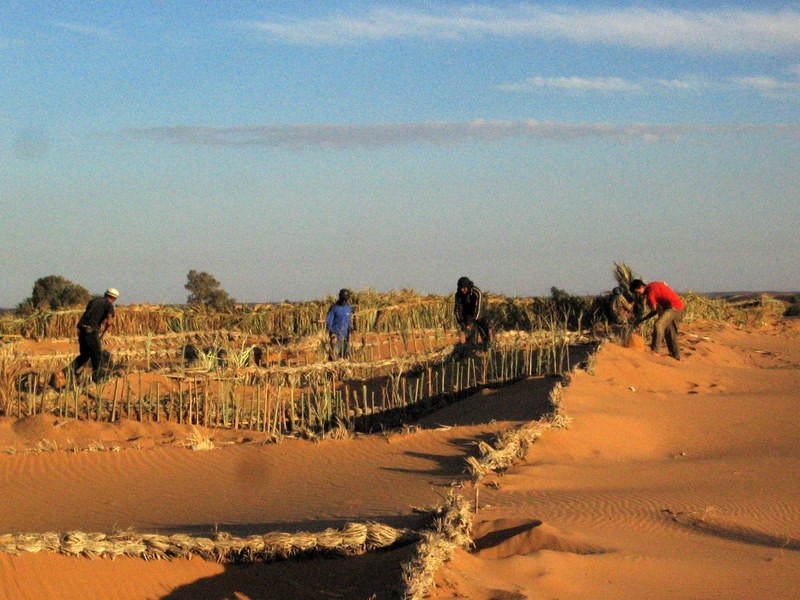 lucha contra el avance de las dunas