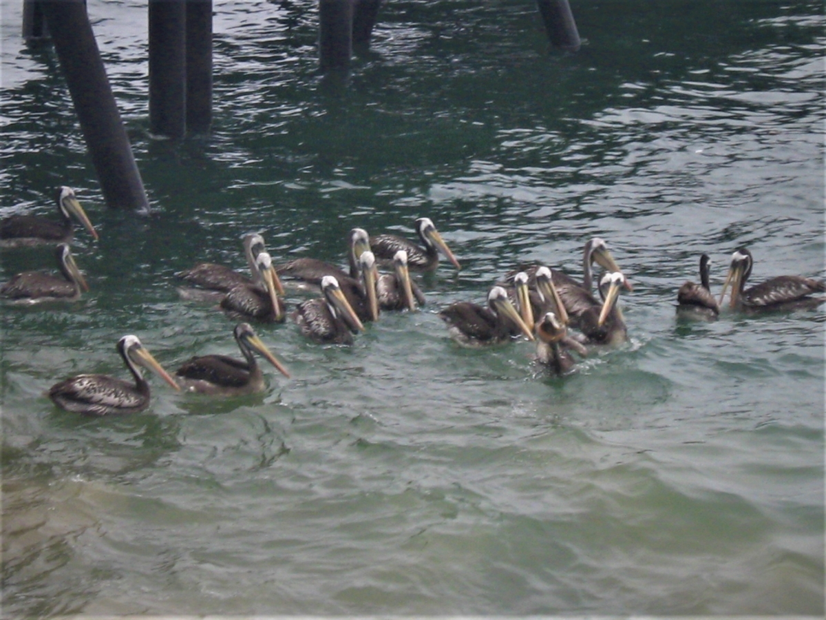 pelicans in the water