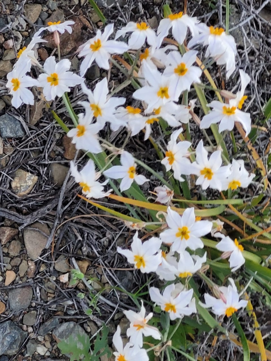 flowery desert 2