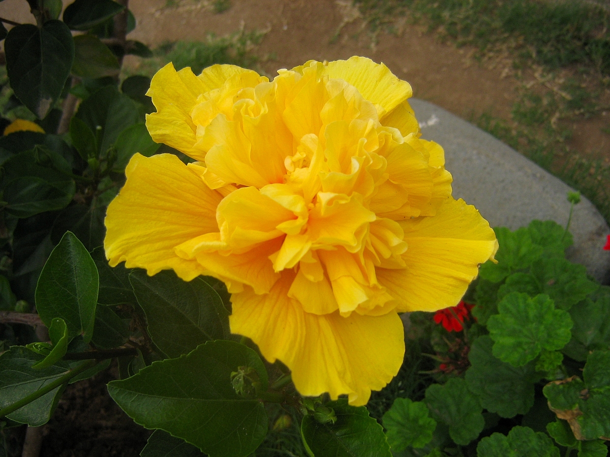 Hibisco amarillo 