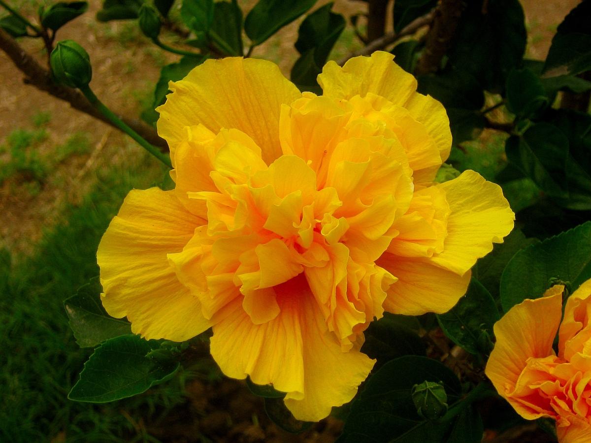 Hermosa flor amarilla 