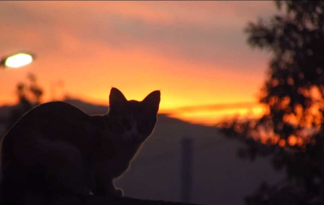 cat sunset