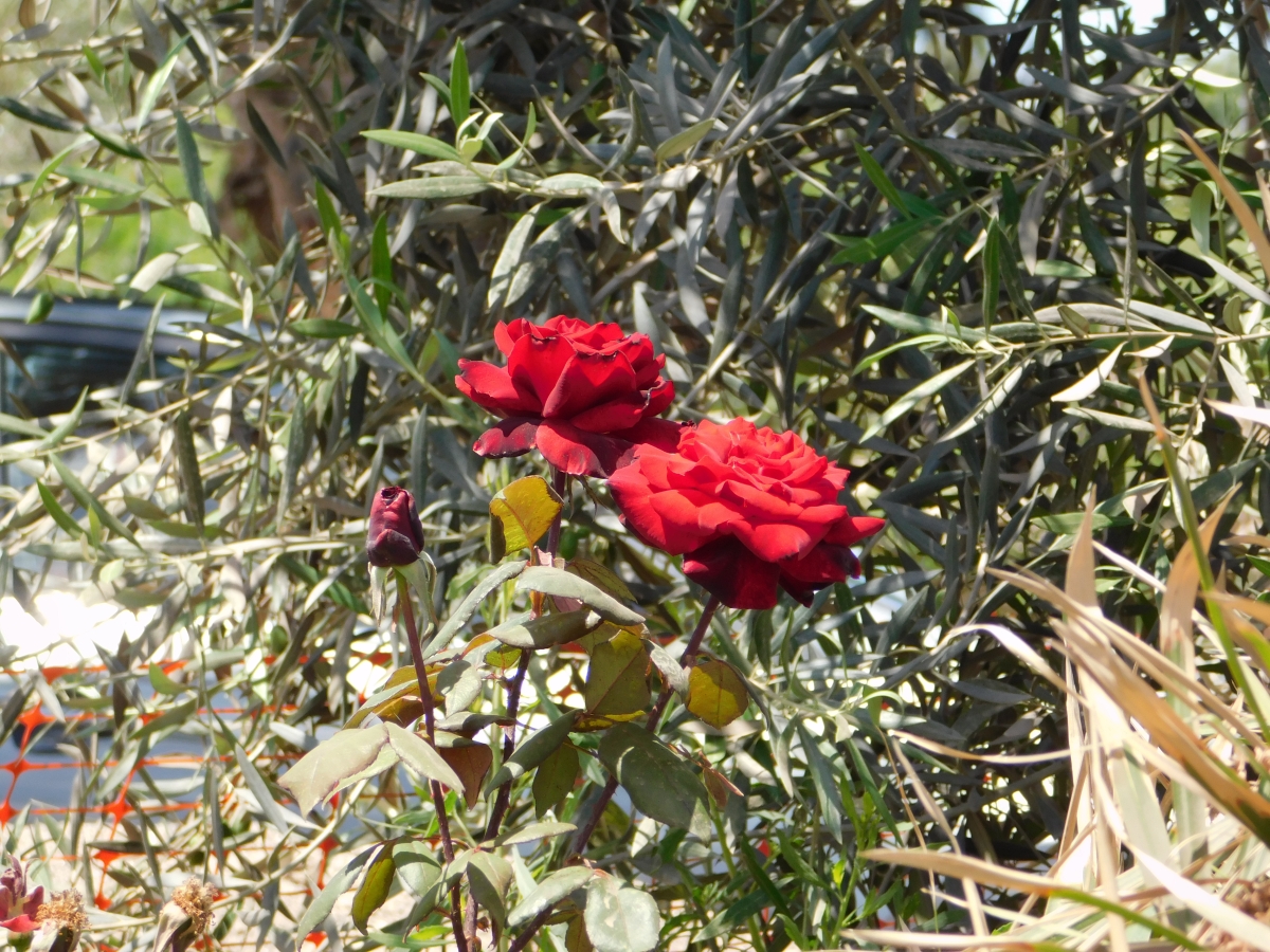 Jardn de la plaza San Pedro 1