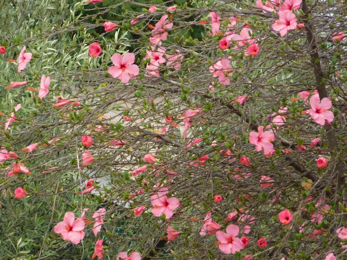 Hibiscos por montones 